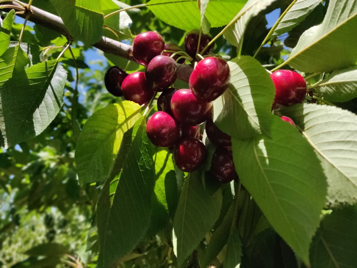 Cherry Picking in the&nbsp;Golan